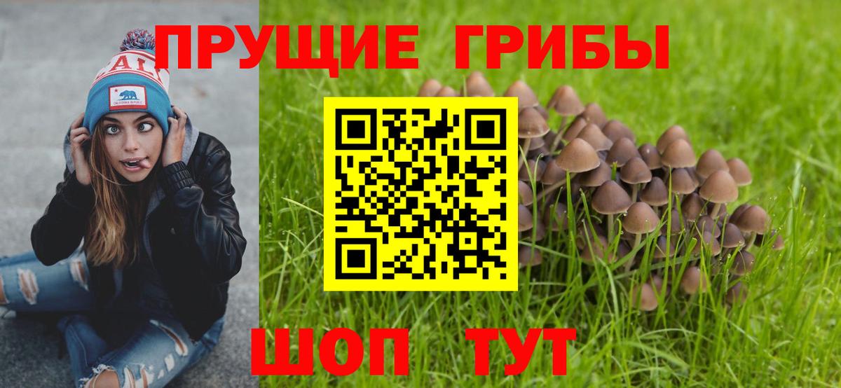 Мирный  дарнет шоп  Вход с VPN  Псилоцибиновые грибы GOLDEN TEACHER 